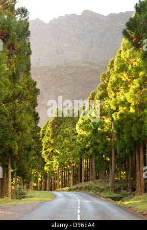 Straße durch den Wald bei BHS Sec in den Cirque de Cilaos Caldera auf der französischen Insel La Réunion im Indischen Ozean. Stockfoto