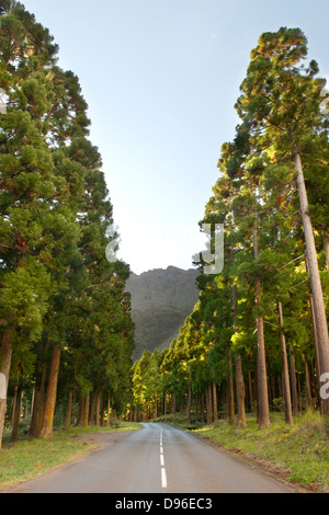 Straße durch den Wald bei BHS Sec in den Cirque de Cilaos Caldera auf der französischen Insel La Réunion im Indischen Ozean. Stockfoto