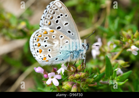 Schmetterling Arten Lysandra Bellagrus Stockfoto