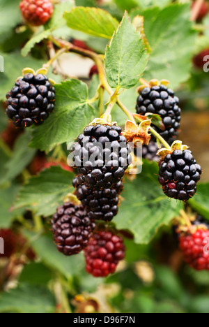 Reife wilde Brombeeren bereit für die Kommissionierung Stockfoto