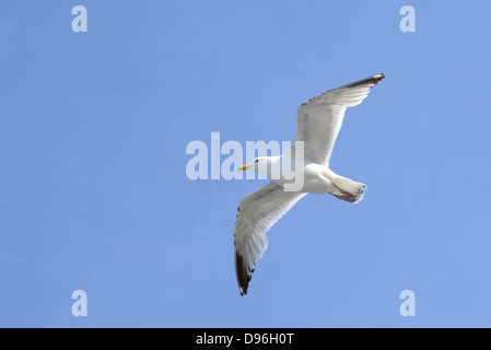 Möwe gegen ein strahlend blauer Himmel Stockfoto