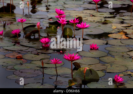 Lilly Teich vor Angkor Wat, Kambodscha Stockfoto