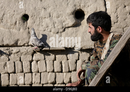 Eine afghanische Nationalarmee Kommando mit der 3. Tolai, 1st Special Operations Kandak Uhren einen Vogel thront auf einer Verbindung während einer Clearing-Operation im Bezirk Khogyani, Provinz Nangarhar, Afghanistan, 9. Mai 2013. Afghanische und Koalition Kräfte Verhalten Stockfoto