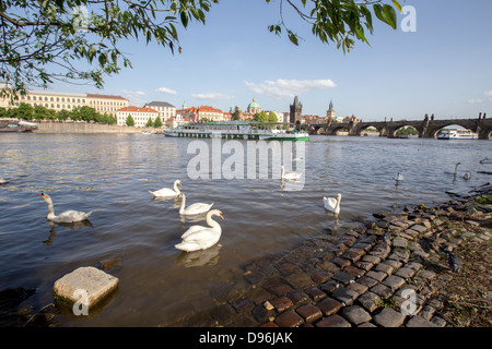 Eine Gruppe Schwäne an der Moldau ist die Karlsbrücke im Hintergrund, Prag, Tschechische Republik, Europa Stockfoto