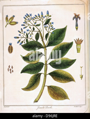 Cinchona (Jesuit's oder Peruanischen Rinde). Quelle von Chinin. Als Fiebermittel verwendet, insbesondere in der Behandlung der Malaria. Handcolorierte Kupferstich, London 1795 Stockfoto