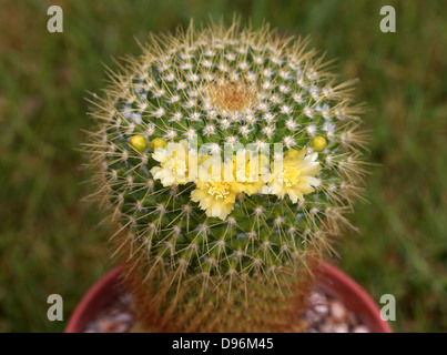 Kaktus, Mammillaria Marksiana, Cactaceae. Stockfoto