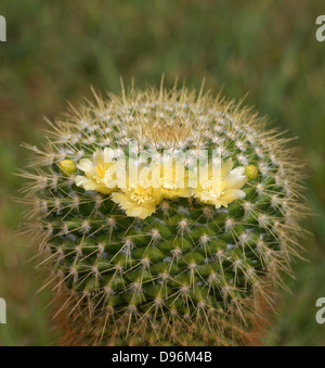 Kaktus, Mammillaria Marksiana, Cactaceae. Stockfoto