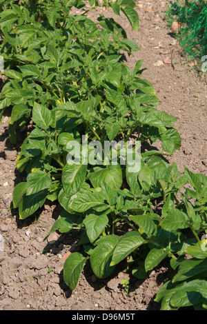 Junge Kartoffelpflanzen wachsen in einen englischen Garten. Solanum Tuberosum, Solanaceae Stockfoto