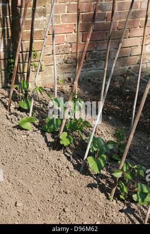 Junge Runner Bean Pflanzen Unterstützung Bambusstöcke in einen englischen Garten aufwachsen. Stockfoto