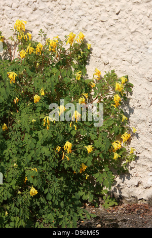 Gelbe Corydalis, Corydalis Lutea, Fumariaceae, gegen eine Wand wächst Stockfoto