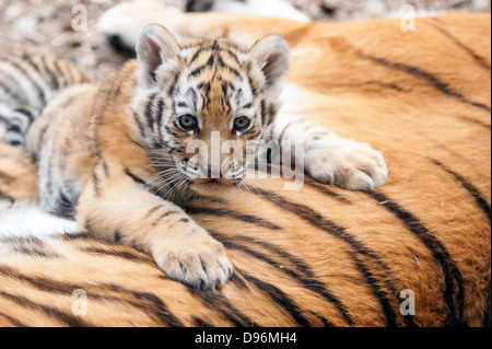 Amur Tiger Cub auf Mutter liegend Stockfoto