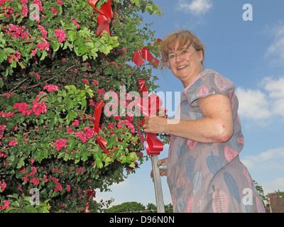 Vorbereitung der berühmten Dornenbaum Appleton Thorn Village, South Warrington, England für die jährliche Juni "Bawming der Dorn" Stockfoto