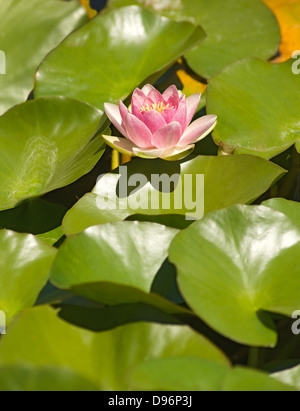 Rosa Seerose Nymphaea Masaniello unter den grünen Blättern Stockfoto