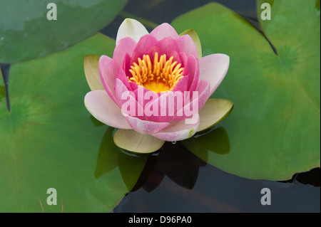 Rosa Seerose Nymphaea Masaniello unter den grünen Blättern Stockfoto