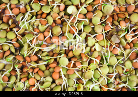 Linsensuppe Samen mit Sprossen, isoliert auf weiss Stockfoto