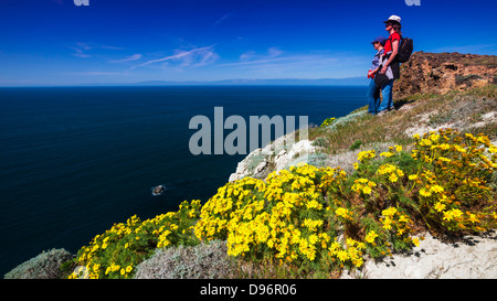 Giant Coreopsis und Wanderer am Punkt der Höhle, Insel Santa Cruz, Channel Islands Nationalpark, Kalifornien USA Stockfoto