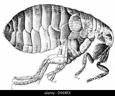 Der floh. Kupferstich von Robert Hooke "Herumgestreift" London 1665. Flügellosen blutsaugenden, parasitären Insekt. Menschenfloh (Pulex Irritans) kann die Pest übertragen. Stockfoto