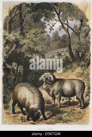 Merino-Schafe: Vielfalt bekannt für seine wolle. Viel in Australien Hand getönt Gravur bevorzugt veröffentlicht London c1860. Gravur. Stockfoto