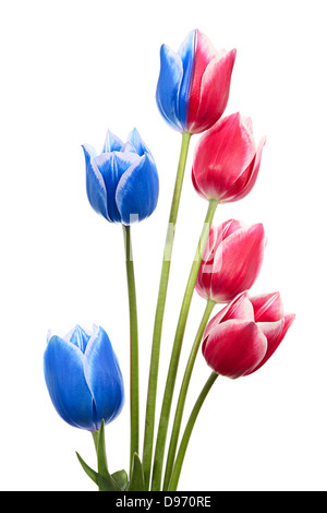 Blumenstrauß als einer Hollands Fahne oder Flagge von Russland. Rosa und blaue Tulpen isoliert auf weiss Stockfoto