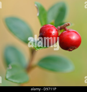 kleinen Cranberry, Cranberry Moor, Sumpf Cranberry, Moosbeere, Vaccinium Oxycocco Stockfoto