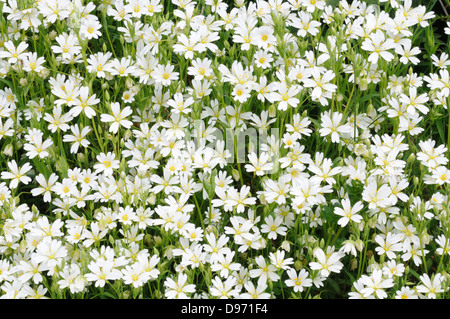 Größere Stitchwort Stellaria Holotea kleinen weißen Blüten wachsen in eine Hecke Stockfoto