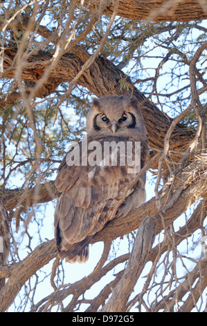 Verreaux des Uhus Bubo Lacteus fotografiert in Kgalagadi Nationalpark, Südafrika Stockfoto