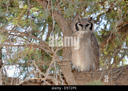 Verreaux des Uhus Bubo Lacteus fotografiert in Kgalagadi Nationalpark, Südafrika Stockfoto