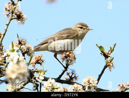 Detaillierte Nahaufnahme von einem zuversichtlich Fitis (Phylloscopus Trochilus) posiert auf einem Ast im Frühjahr Stockfoto