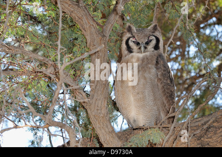 Verreaux des Uhus Bubo Lacteus fotografiert in Kgalagadi Nationalpark, Südafrika Stockfoto