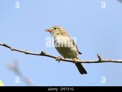 Detaillierte Nahaufnahme von einem zuversichtlich Fitis (Phylloscopus Trochilus) posiert auf einem Ast im Frühjahr Stockfoto