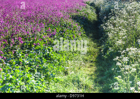 Wanderweg entlang der Kante eines Feldes von Red Campion (Silene Dioica) und Kuh Petersilie (Anthriscus Sylvestris) in den Cotswolds. Stockfoto