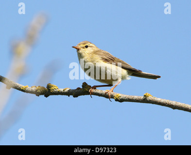 Detaillierte Nahaufnahme von einem zuversichtlich Fitis (Phylloscopus Trochilus) posiert auf einem Ast im Frühjahr Stockfoto