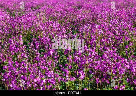 Nahaufnahme eines Feldes von Red Campion (Silene Dioica) in den Cotswolds. Stockfoto