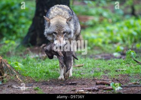 Deutschland, Bayern, grauer Wolf trägt ihr Welpe Stockfoto