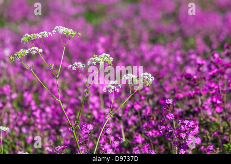 Kuh-Petersilie (Anthriscus Sylvestris) am Rande eines Feldes von Red Campion (Silene Dioica) in den Cotswolds. Stockfoto