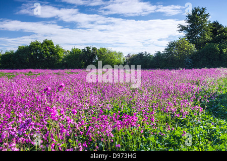 Ein Feld von Red Campion (Silene Dioica) in den Cotswolds. Stockfoto