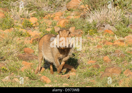 Warze Hog Phacochoerus Africanus weibliche fotografiert in Mokala National Park, Südafrika Stockfoto