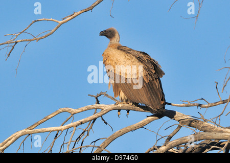 Weißrückenspecht Geier abgeschottet Africanus fotografiert in Kgalagadi Nationalpark, Südafrika Stockfoto