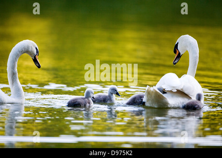 Ein paar Höckerschwäne mit frisch geschlüpften Cygnets. Stockfoto