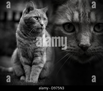Diese zotteligen Ingwer Kater kam aufrufenden bei uns zu Hause und blieb seitdem. Doppeltes Bild zusammen und verschmelzen mit B&W Stockfoto