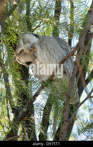 Südlichen White-faced Eule Ptilopsis Granti Kratzer Gesicht fotografiert in Kgalagadi Nationalpark, Südafrika Stockfoto