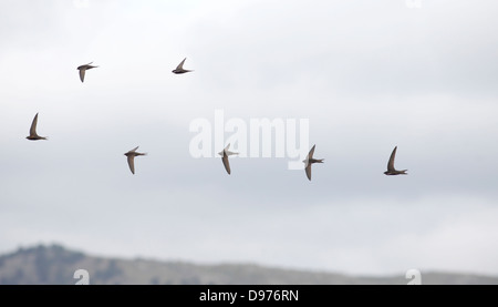 Herde von gemeinsamen Swifts-Apus Apus im Flug schreien Juniabend Stockfoto