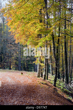 Buchenholz. im Herbst. Irati Naturschutzgebiet, Grafschaft West Pyrenäen, Navarra, Spanien, Europa Stockfoto