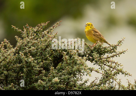 Goldammer; Emberiza Citrinella; Lochbuie; Isle of Mull Stockfoto