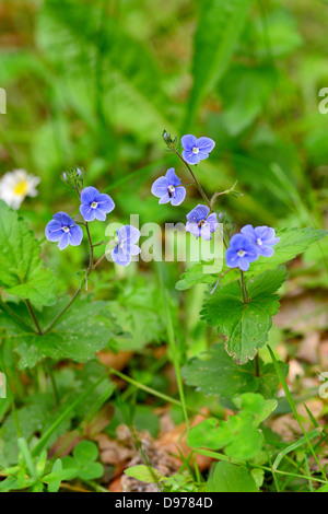 Veronica Chamaedrys - Gamander Ehrenpreis oder Vogelperspektive Speedwell Stockfoto