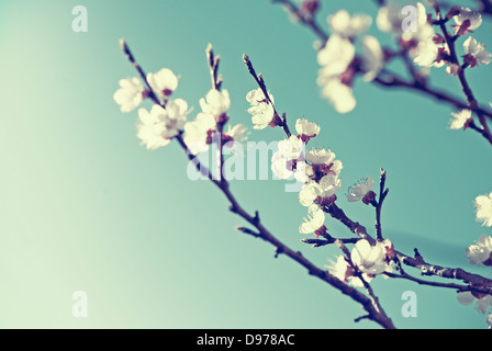 Kirschblüte im retro-Stil Stockfoto