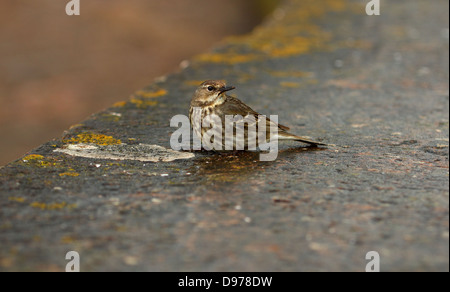 Rock-Pieper Stockfoto