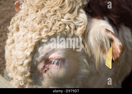 Nahaufnahme des Kopfes von Bullock in einer Herde von reinen Hereford-Rinder bei Boyton Sümpfe, Suffolk, England Stockfoto