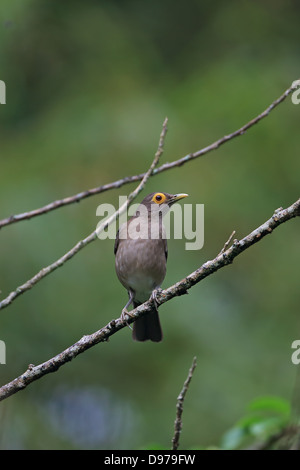 Brillentragende Drossel (Turdus Nudigenis) Stockfoto