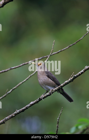 Brillentragende Drossel (Turdus Nudigenis) Stockfoto